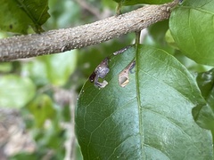 Coptodisca condaliae