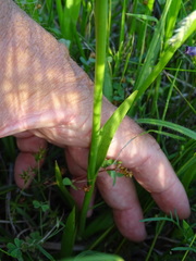 Spiranthes vernalis