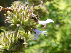 Salvia mellifera