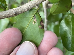 Coptodisca condaliae