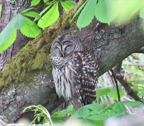 Barred Owl photographed in Washington