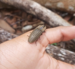 Chalcolepidius desmarestii