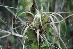 Tillandsia variabilis