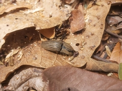 Chalcolepidius desmarestii