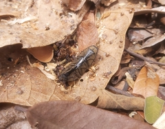 Chalcolepidius desmarestii