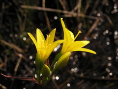 Cyrtanthus breviflorus