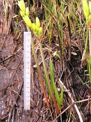 Cyrtanthus breviflorus