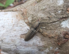 Chalcolepidius desmarestii