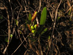 Cyrtanthus breviflorus