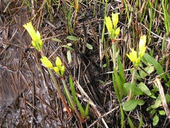 Cyrtanthus breviflorus