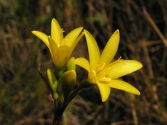 Cyrtanthus breviflorus