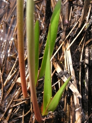 Cyrtanthus breviflorus