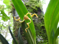 Masdevallia caudivolvula
