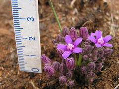 Raphionacme hirsuta