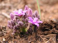 Raphionacme hirsuta