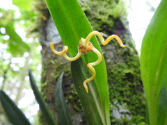 Masdevallia caudivolvula