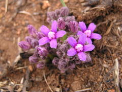 Raphionacme hirsuta