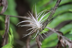 Tillandsia variabilis