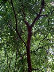 Eugenia candolleana
