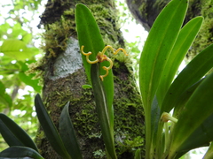 Masdevallia caudivolvula
