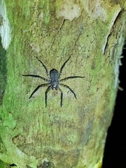 Araneae