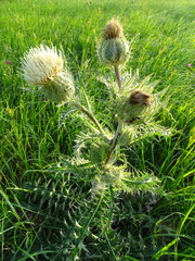 Cirsium horridulum