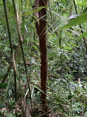Eugenia candolleana