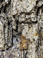 Formicoidea