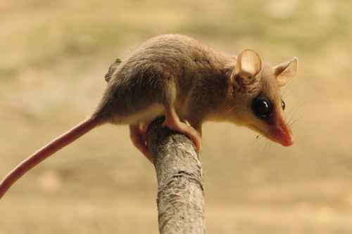 Balsas mouse opossum (Tlacuatzin balsasensis) — Data Deficient Mammalia