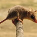 Balsas Mouse Opossum - Photo (c) Iván Briseño Hernández, some rights reserved (CC BY-NC), uploaded by Iván Briseño Hernández