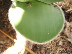 Haemanthus humilis hirsutus