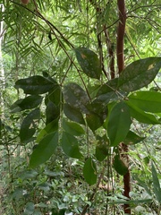 Eugenia candolleana