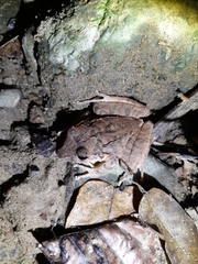 Eleutherodactylus inoptatus