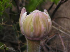 Haemanthus humilis hirsutus