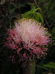 Haemanthus humilis hirsutus