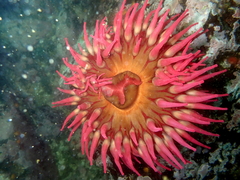 Urticina piscivora