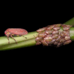 Aetalion reticulatum