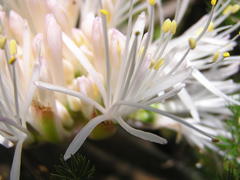 Haemanthus humilis hirsutus