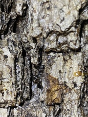 Formicoidea