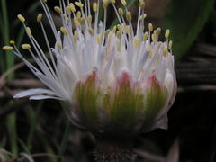 Haemanthus humilis hirsutus