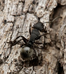 Polyrhachis phryne