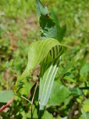 Arisaema triphyllum