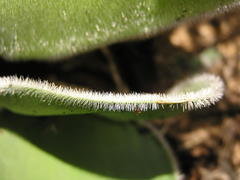 Haemanthus humilis hirsutus