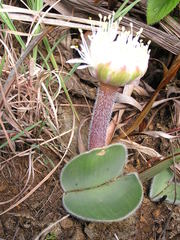 Haemanthus humilis hirsutus