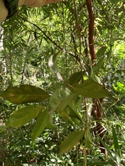 Eugenia candolleana