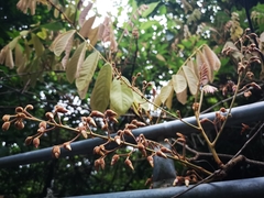 Millettia pachycarpa