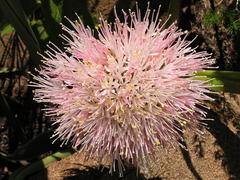 Haemanthus humilis hirsutus