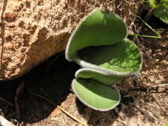 Haemanthus humilis hirsutus