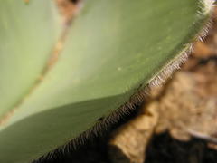 Haemanthus humilis hirsutus