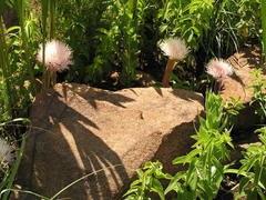 Haemanthus humilis hirsutus